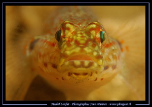 Face to face with a little Goby... :O)... by Michel Lonfat 